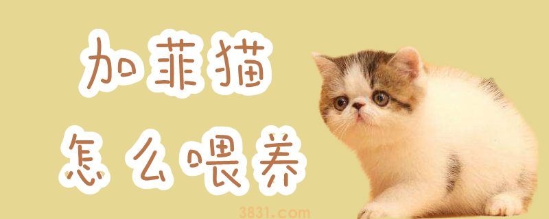 加菲猫怎么喂养(图1)