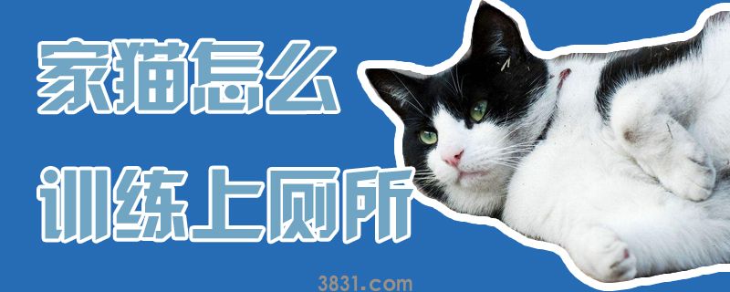 家猫怎么训练上厕所(图1)