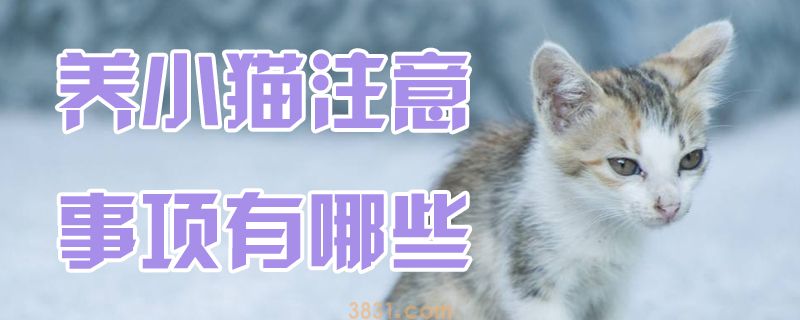 养小猫注意事项有哪些(图1)