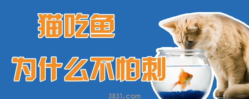 猫吃鱼为什么不怕刺(图1)