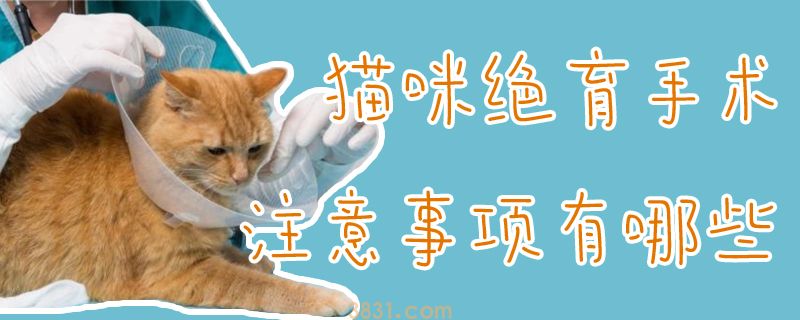 猫咪绝育手术注意事项有哪些(图1)