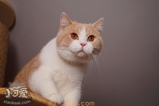 短毛猫怎么梳毛 短毛猫的七个梳毛步骤(图1)