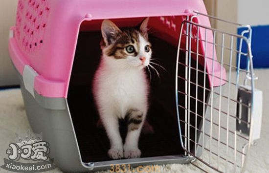 猫咪空运要注意什么 猫咪空运注意事项介绍(图1)