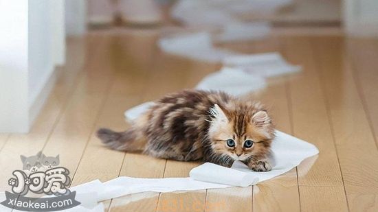 猫厕所怎么自制 猫厕所自制方法(图1)