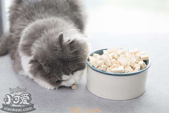 猫咪挑食原因有哪些 猫咪挑食原因介绍(图1)