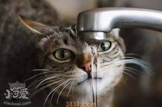 猫咪饮水怎么增加 猫咪饮水量增加技巧(图1)