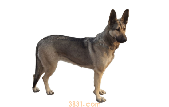 狼青犬优点 你会爱上它的(图1)