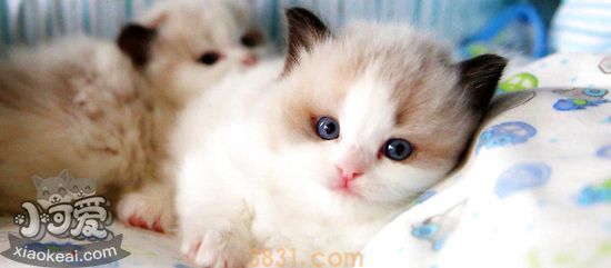 怎么训练布偶猫与人相处 训练布偶猫与人相处的方法(图1)