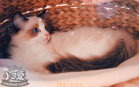 怎么训练布偶猫与人相处 训练布偶猫与人相处的方法(图2)