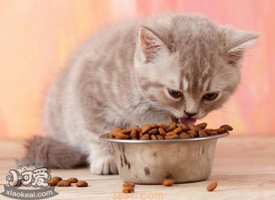 怎么给猫咪选猫粮 猫咪猫粮选择攻略(图1)