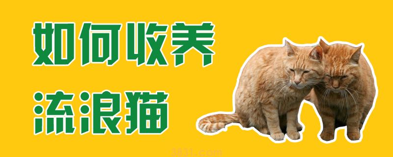 如何收养流浪猫(图1)