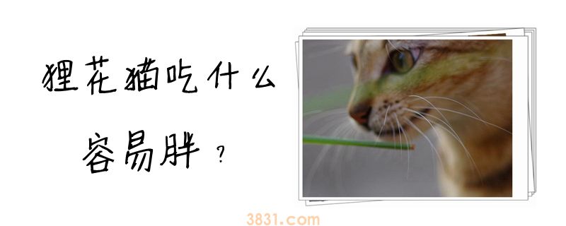 狸花猫吃什么容易胖(图1)