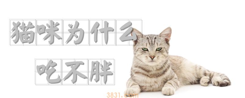 猫咪为什么吃不胖(图1)