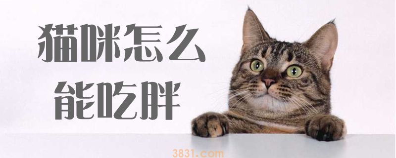猫咪怎么能吃胖(图1)