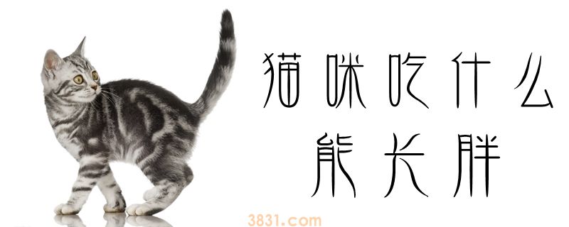 猫咪吃什么能长胖(图1)