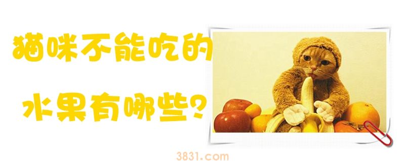 猫咪不能吃的水果有哪些(图1)