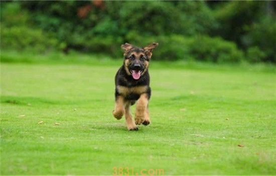 德牧好养吗 工作犬的成长之路很艰辛(图1)