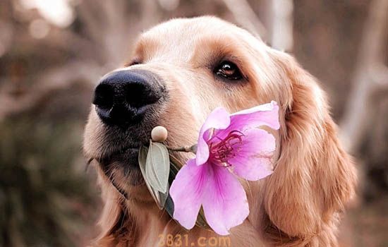 国内导盲犬多少钱一只 国内导盲犬共有多少只(图1)