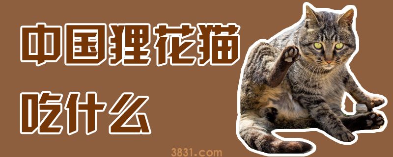 中国狸花猫吃什么(图1)