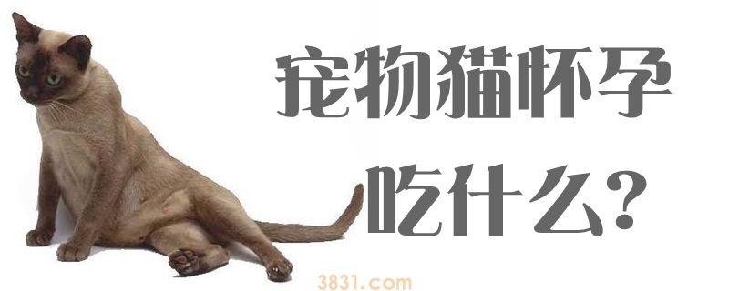 宠物猫怀孕吃什么(图1)