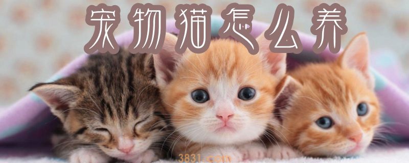 宠物猫怎么养(图1)