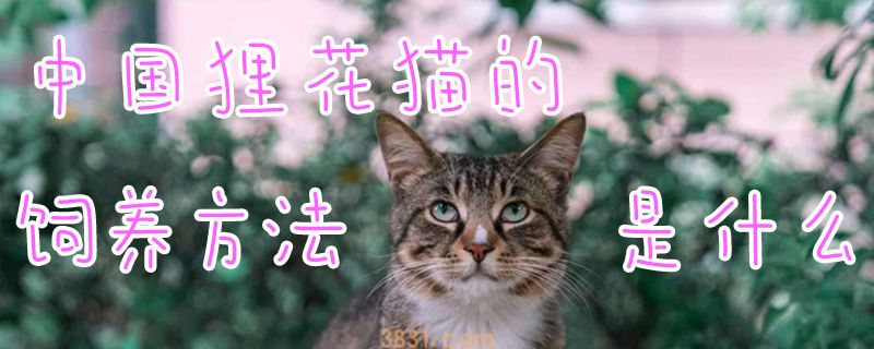 中国狸花猫的饲养方法是什么(图1)