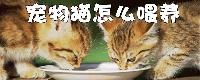 宠物猫怎么喂养(图1)