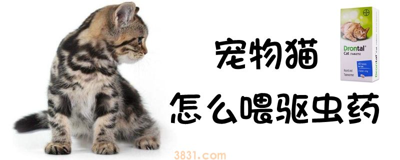 宠物猫怎么喂驱虫药(图1)