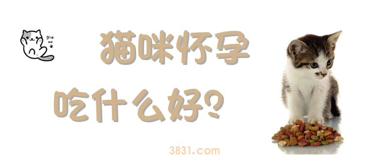 猫咪怀孕吃什么好(图1)
