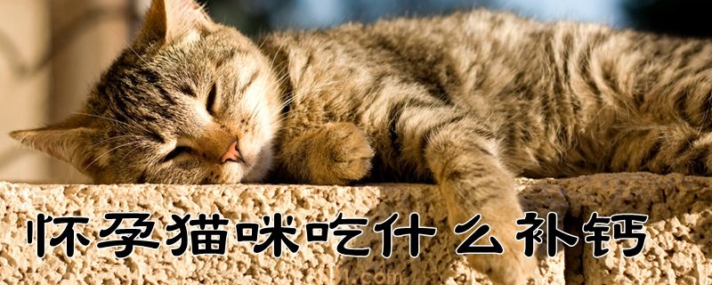 怀孕猫咪吃什么补钙(图1)