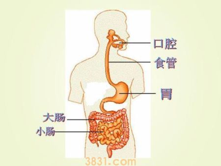 狗狗能吃水果蔬菜吗 这些东西对狗狗弊大于利(图1)