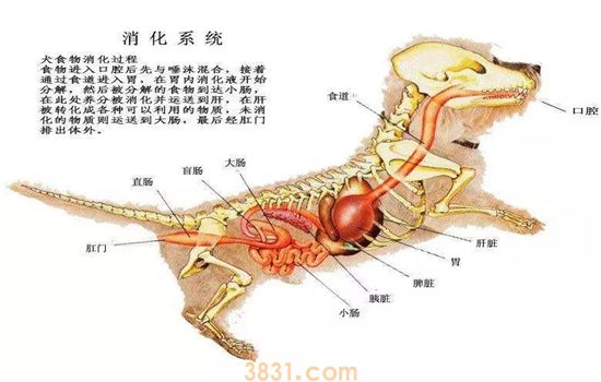 狗狗能吃水果蔬菜吗 这些东西对狗狗弊大于利(图2)