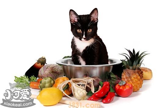 猫咪不能吃的食物有哪些 猫咪禁忌食物介绍(图1)