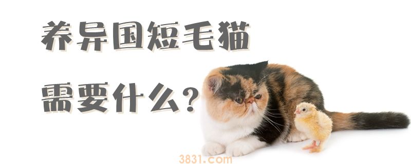 养异国短毛猫需要什么(图1)