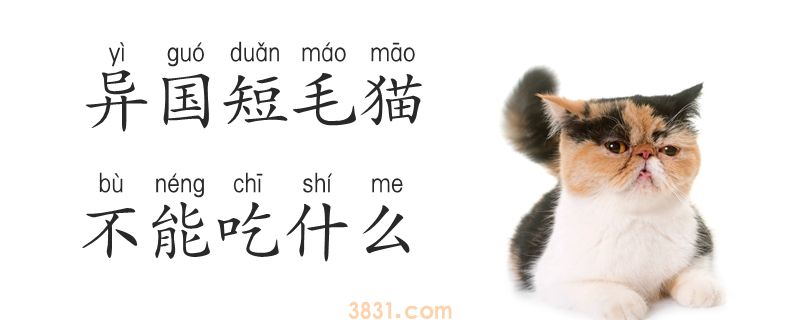异国短毛猫不能吃什么(图1)