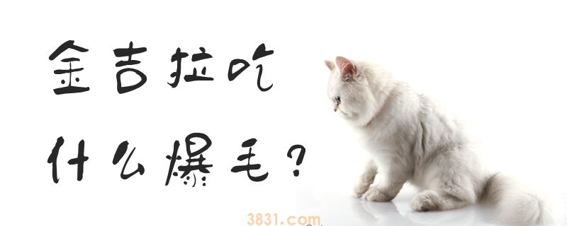 金吉拉吃什么爆毛(图1)