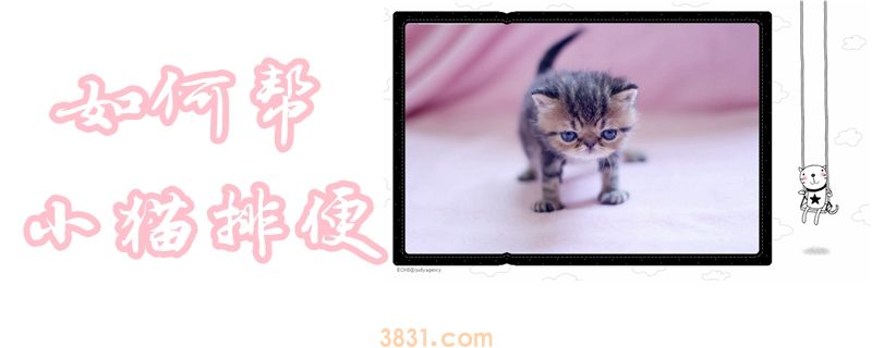 如何帮小猫排便(图1)