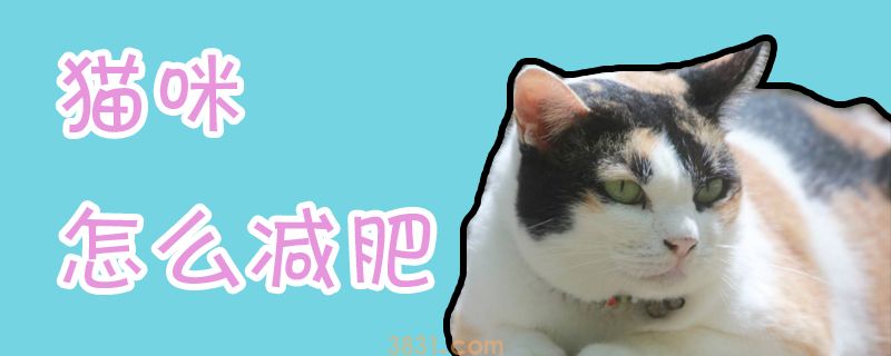 猫咪怎么减肥(图1)
