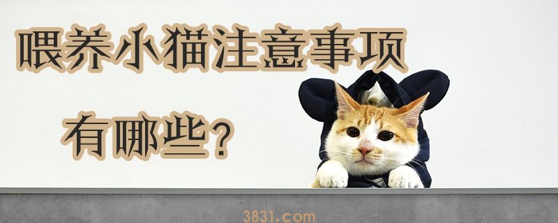 喂养小猫注意事项有哪些(图1)