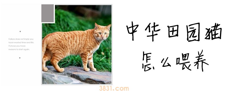 中华田园猫怎么喂养(图1)