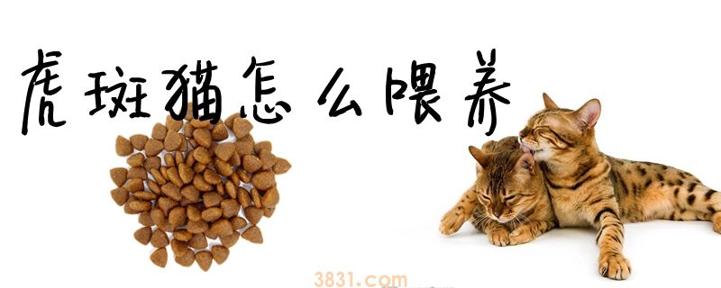 虎斑猫怎么喂养(图1)