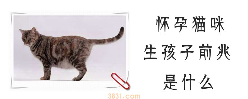 怀孕猫咪生孩子前兆是什么(图1)