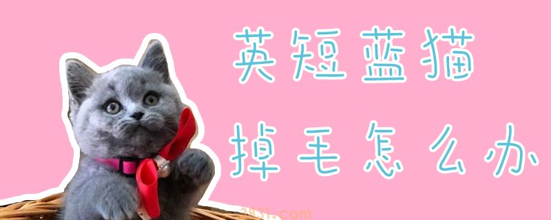 英短蓝猫掉毛怎么办(图1)