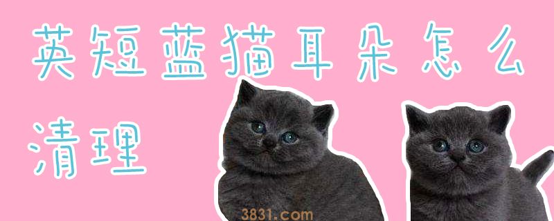 英短蓝猫耳朵怎么清理(图1)