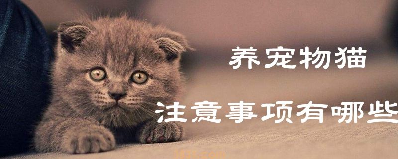 养宠物猫的注意事项有哪些(图1)