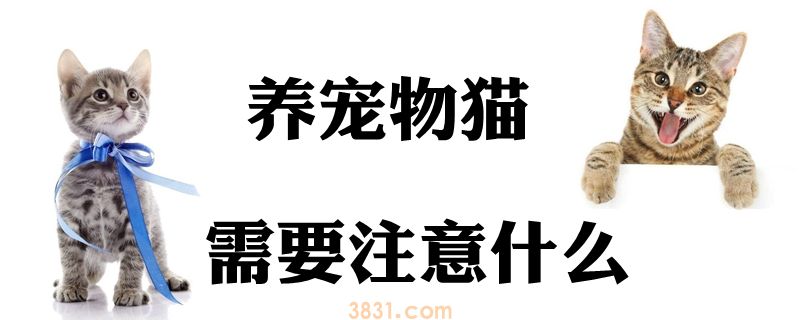 养宠物猫需要注意什么(图1)
