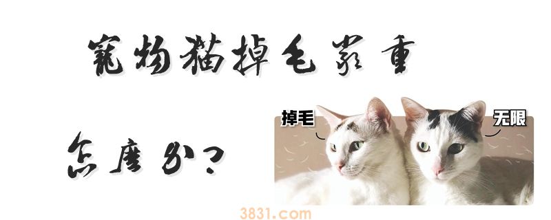 宠物猫掉毛严重怎么办(图1)