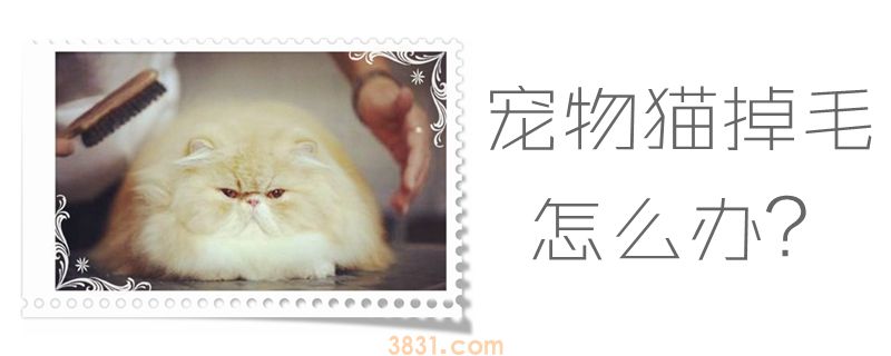宠物猫掉毛怎么办(图1)