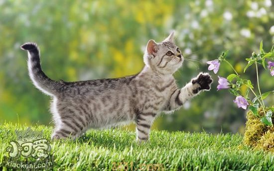 宠物猫剃毛有什么优缺点 猫咪剃毛优缺点介绍(图1)