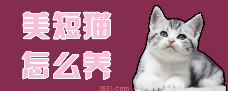 美短猫怎么养(图1)